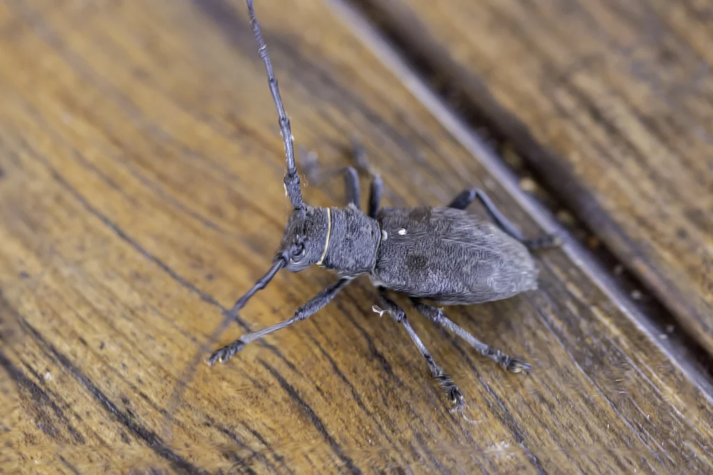 Vrillettes de bois et capricornes des nuisibles du bois en Belgique